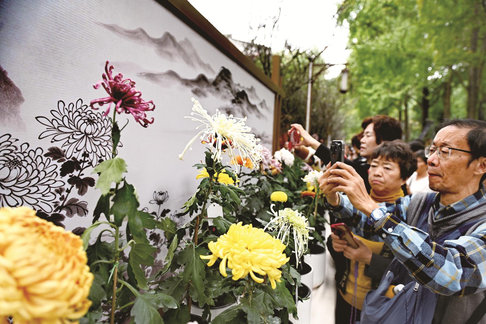 市民正在拍摄菊花
