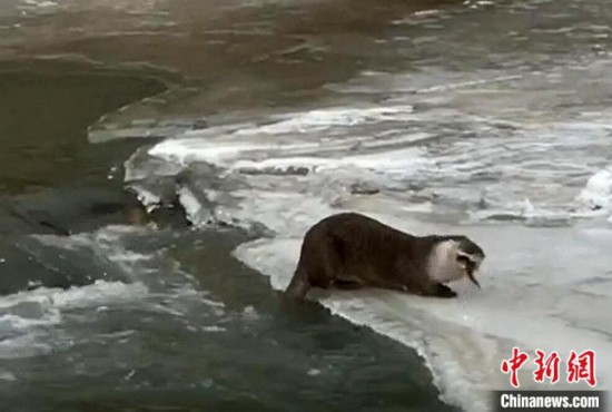 四川色達：首次拍到國家二級保護動物小爪水獺冰面捕食