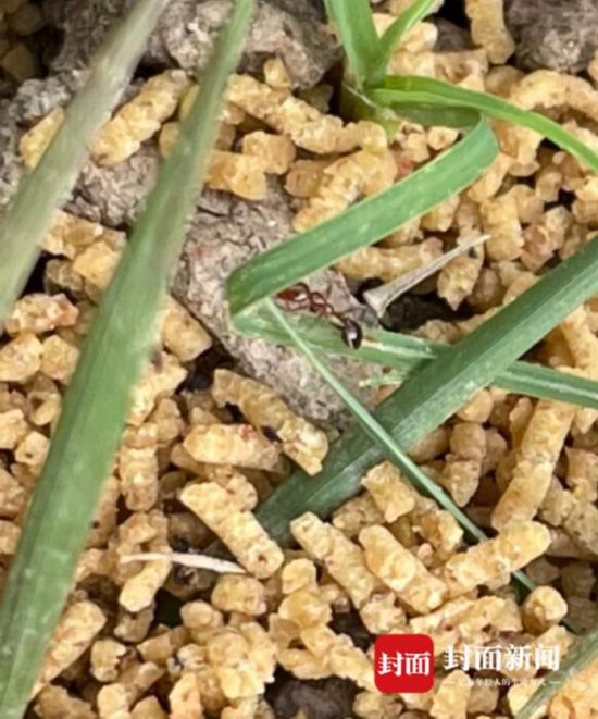 人蚁大战谁会胜?成都金堂一公园疑遭红火蚁入侵