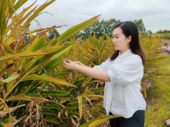我在鄉村挺好的|自貢沿灘區:何清影用腳丈量舒安村每一寸泥土 助力鄉村振興發展_fororder_何清影察看砂仁受災情況