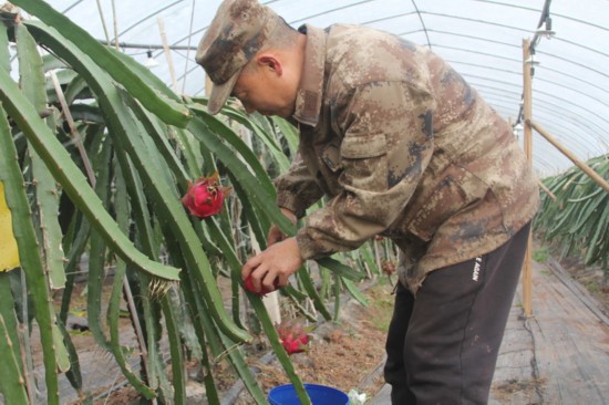 楊萬平採摘火龍果