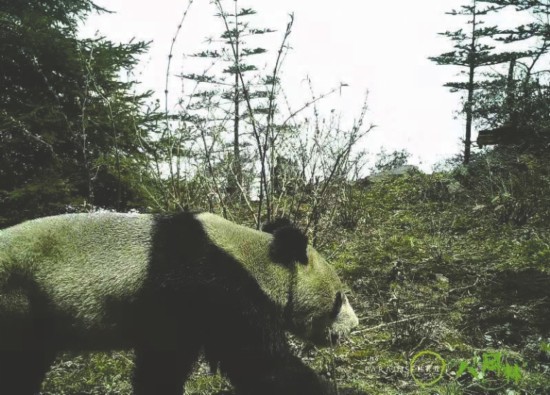 金口河区拍摄到的野生大熊猫影像 八月林自然保护区供图