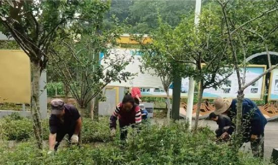 雨城區上裡鎮建新村村民清除綠化帶雜草