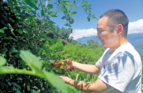 张碗村村民查看小番茄长势