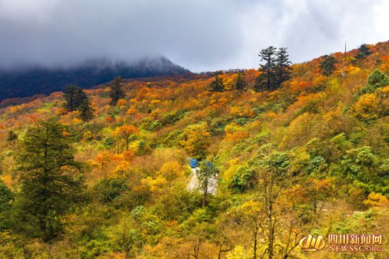 峨眉山金秋彩林1(1).jpg