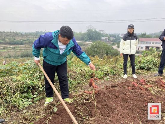 挖掘板栗薯 記者 王漢卿 攝