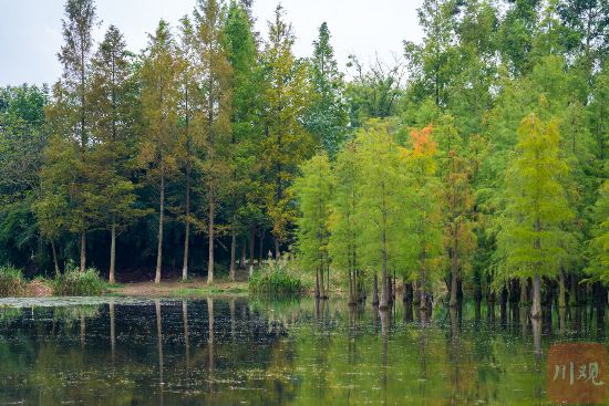 成都秋色悄然上線市區多處“彩林”免費觀賞攻略請收好Binance Casino - 领先的数字货币娱乐场，安全稳定，极速存取