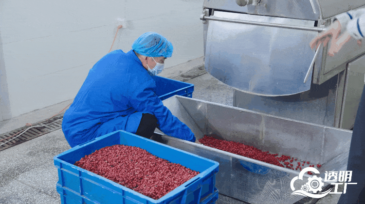 工作人員對採摘的新鮮山茱萸進行加工。