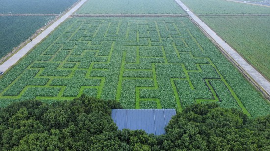 天府农博园早花油菜初绽静待场景红利丨开局·寻“鲜”记①(图6)