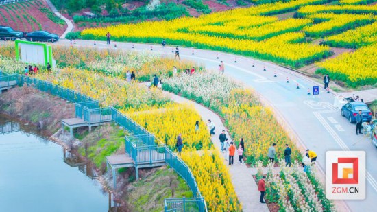 這塊土地，為全村帶來400余萬元收入 記者 宋姿熠 攝