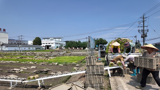 插秧也用“北斗”指路?大邑194万亩水稻开启智能“安家”模式(图2)